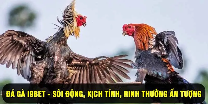 Đá Gà I9BET - Sôi Động, Kịch Tính, Rinh Thưởng Ấn Tượng