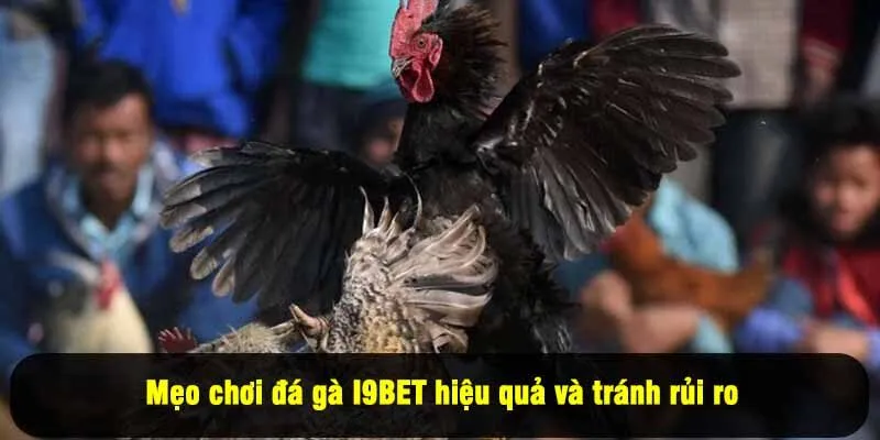 Mẹo chơi đá gà I9BET hiệu quả và tránh rủi ro