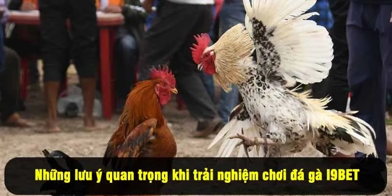 Những lưu ý quan trọng khi trải nghiệm chơi đá gà I9BET