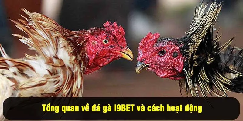 Tổng quan về đá gà I9BET và cách hoạt động